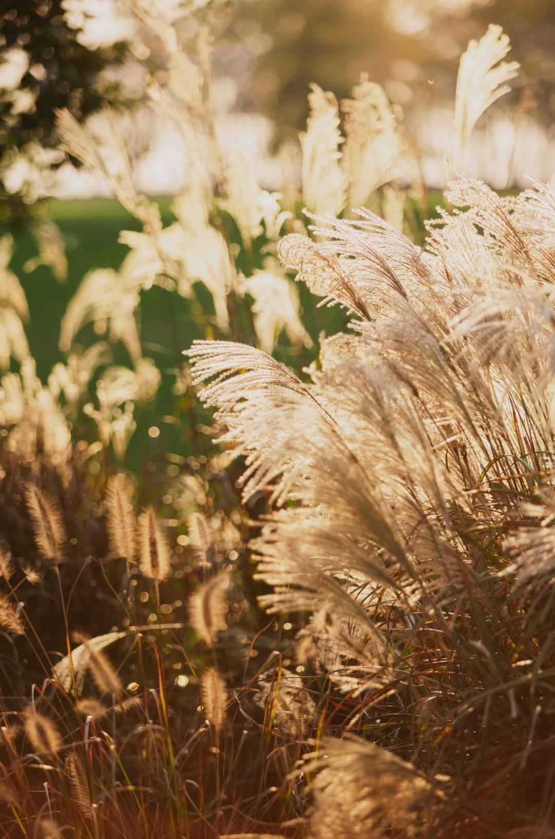 上海最美秋景,上海哪些公园可以拍秋景