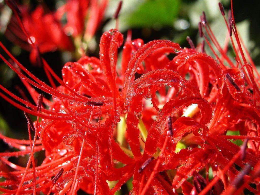 彼岸花为什么叫黄泉第一花,彼岸花为什么被称为黄泉路上的花