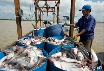 2020致富好项目在农村怎么创业,2021年致富项目