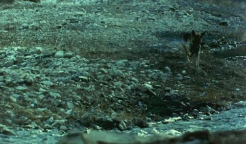 功勋军犬为拍戏被炸死片段,为了电影而被炸成碎片的军犬