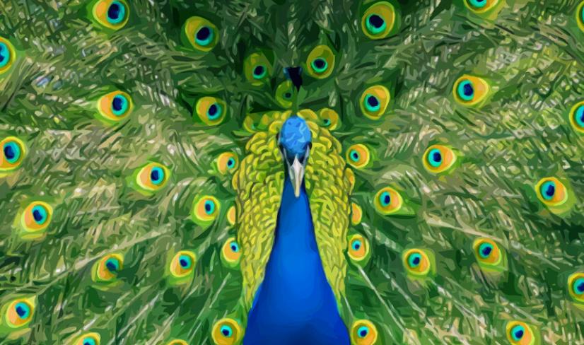 孔雀线描小学生一等奖画大全,黑色卡纸高光笔线描创意画孔雀