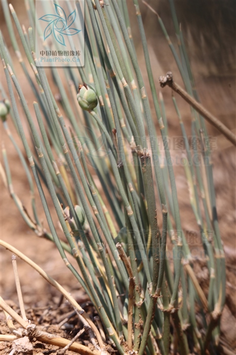 藁本神农本草经,神农本草经葛根原文