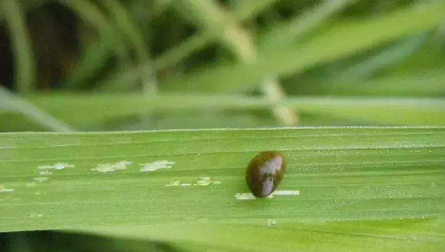 插秧容易出现的虫子叫什么,插秧时撒除虫药