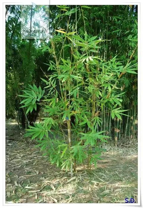 竹子开花，百年难遇的奇闻怪事，生命的最后绽放