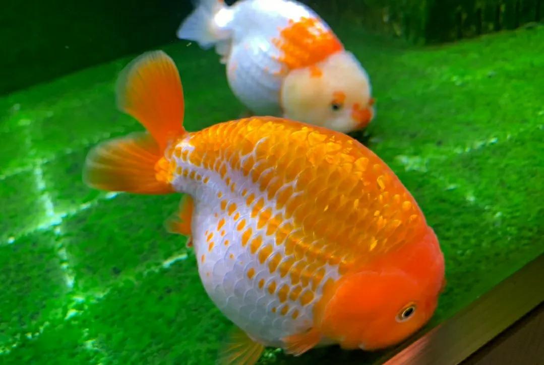 金鱼肚皮朝上是怎么回事？怎么办？你不用太担心，也很好办
