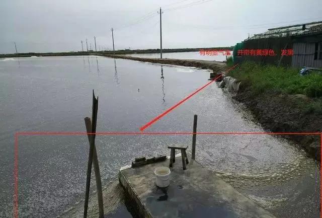 蟹塘泡沫颜色,蟹塘泡沫多怎么处理