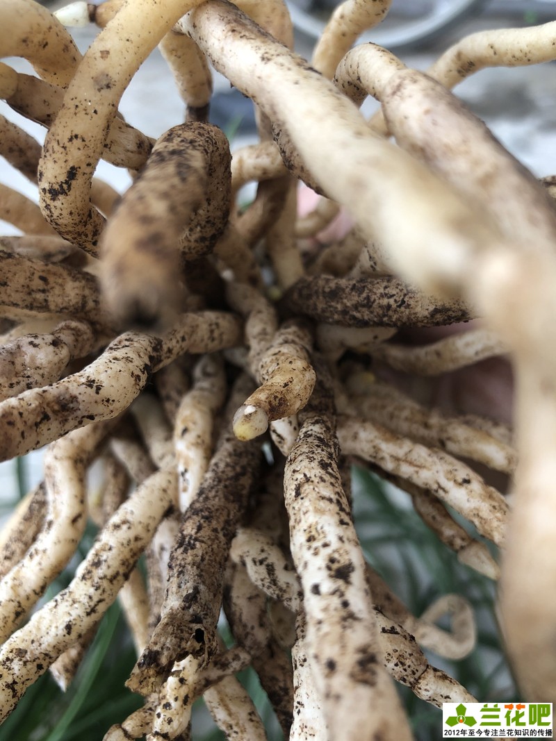 兰花分叉根要剪吗,兰花怎么护根又粗又好看