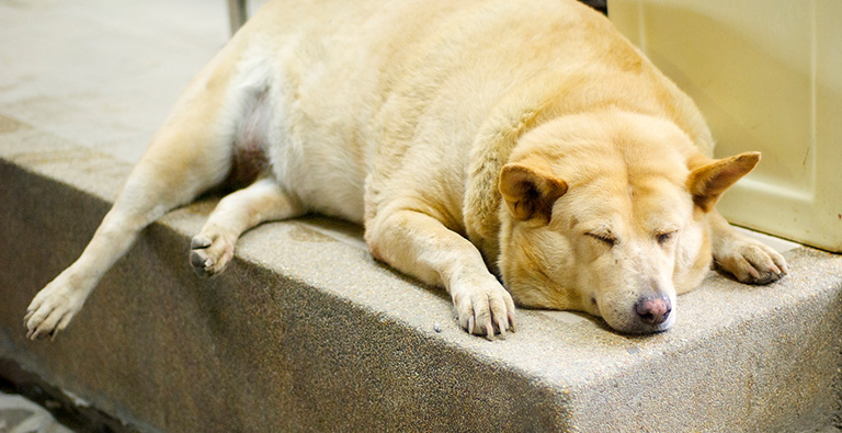 狗狗8岁以后容易出现哪些疾病,狗狗吃多了米饭的危害