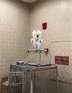 金毛搞笑表情图片伸手,金毛吃醋的搞笑图片