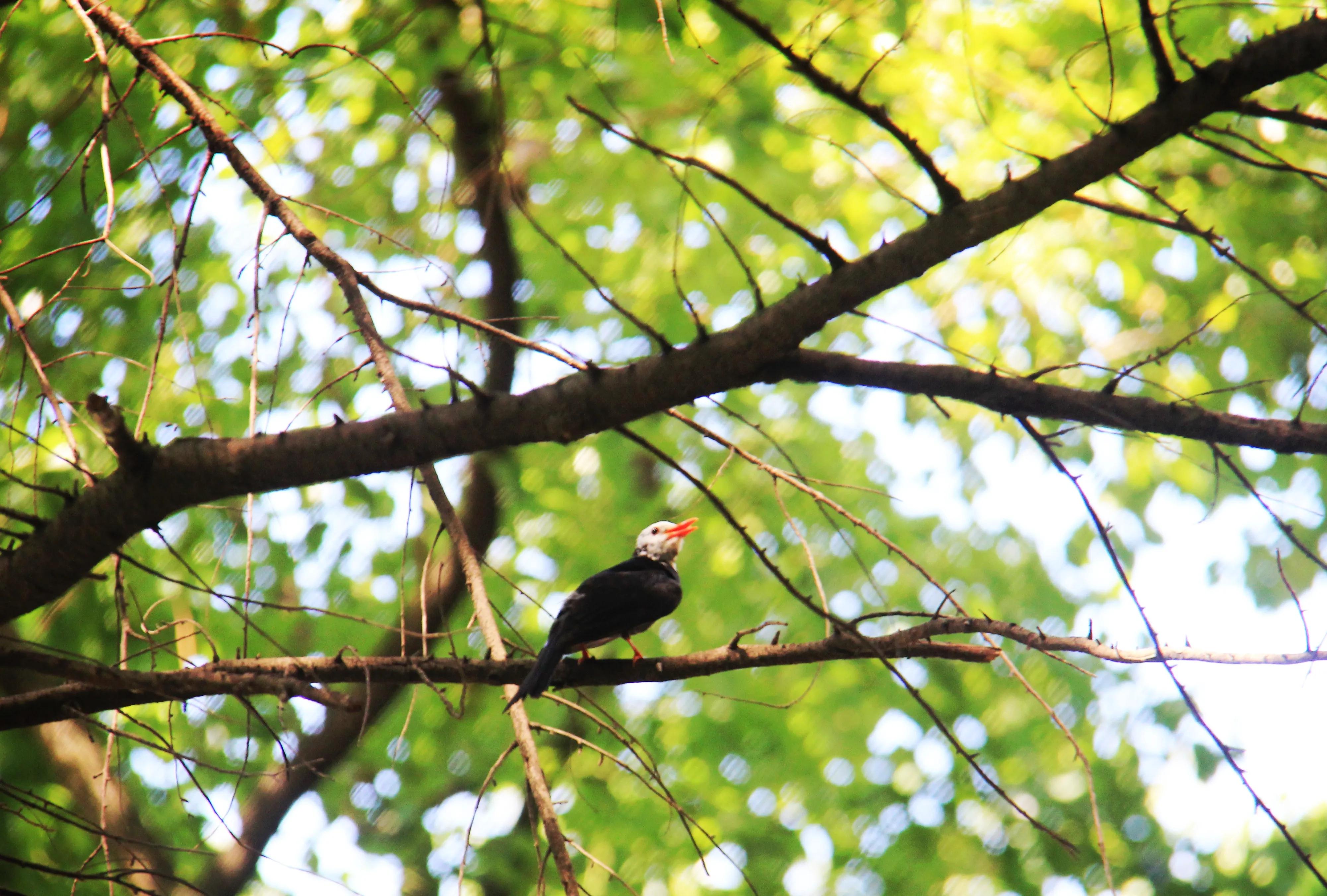 叫声咪咪咪，不是小猫咪，原来是只黑鹎