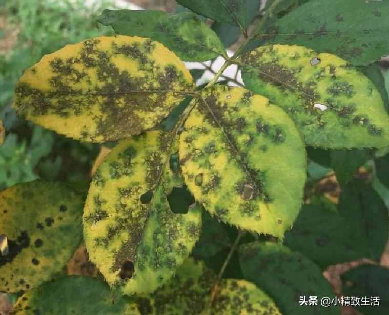 养月季花,这10种病虫害很常见,发病特征和防治方法都在这里了
