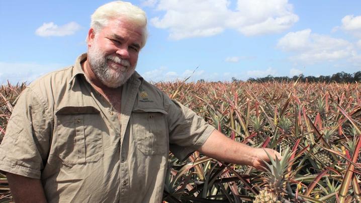 最新消息台湾菠萝,台湾菠萝最新消息