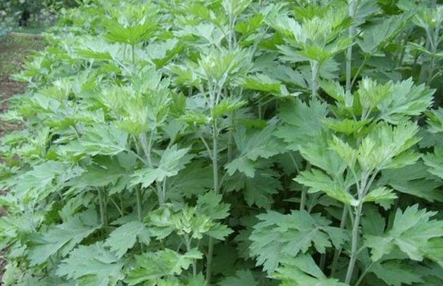 适合山东地区种植的珍稀树种,十种常见观赏草有哪些