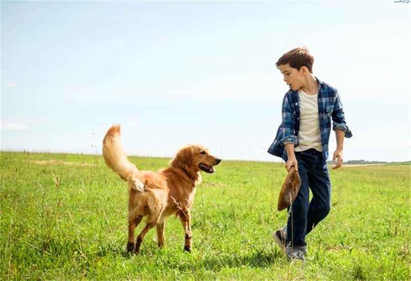 一条狗的使命2贝利最后去哪,一条狗的使命2伊森再次认出贝利