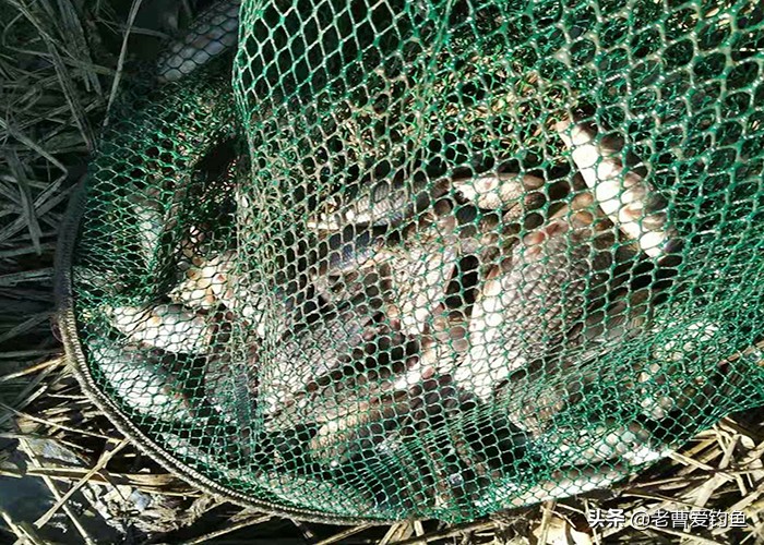 钓鱼秘诀分享给钓友们,总结一下这些年来的钓鱼心得