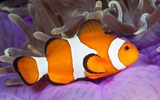 路亚鱼种类大全,长江鱼种类大全图片