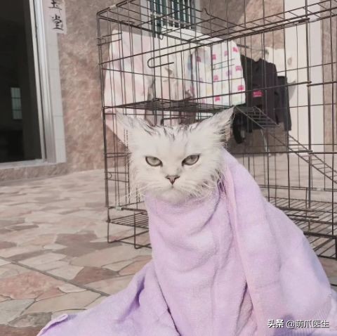 go猫粮吃了拉黄水,go猫粮吃了会黑下巴吗