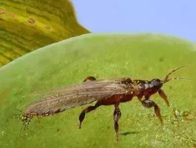 蔬菜苗期地下害虫防治,蔬菜害虫最佳防治方法