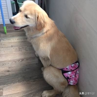 狗女来大姨妈了,铲屎官们知道要怎么处理吗?