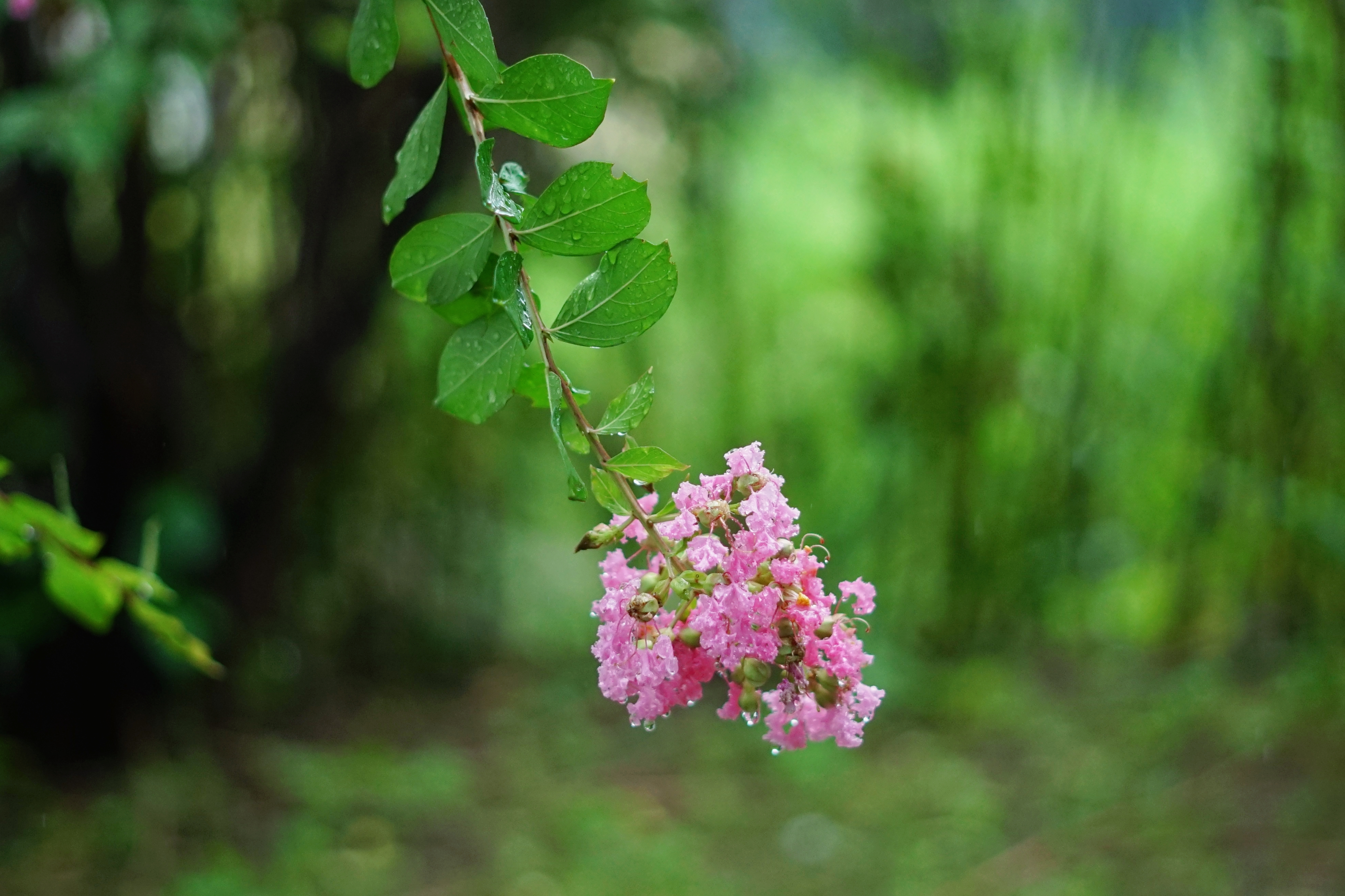 星云大师对于因病早逝的感悟,星云大师有什么病