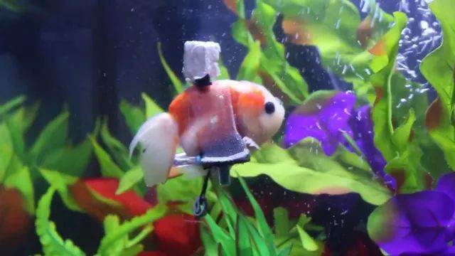 金鱼得了鱼鳔病怎么治,金鱼中毒沉底失鳔游不起来