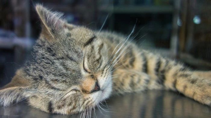 宠物店购猫存有风险，欲挑选健康小猫，三点细节把控不可少