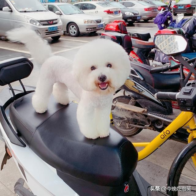 狗狗吃太咸会咳嗽吗,狗狗吃太咸了怎么解决