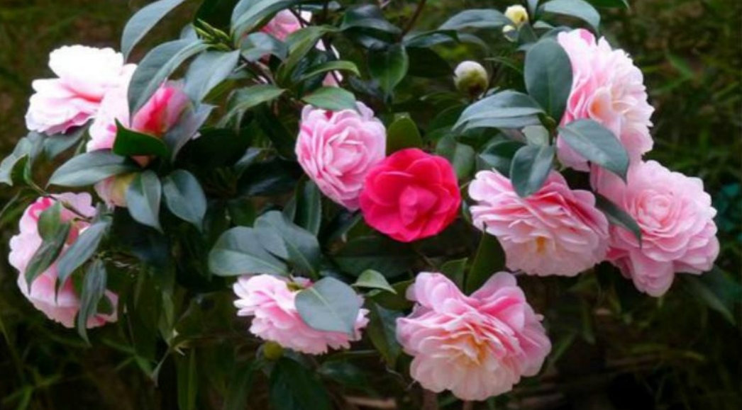 香妃茶花掉叶掉花苞是怎么回事,茶花叶铁锈色花苞一碰就掉怎么办