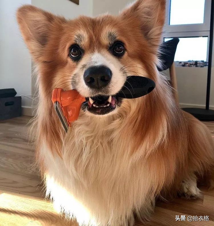 为抢玩具狗子跳起电臀舞！这么搞笑的屁屁可以看一年