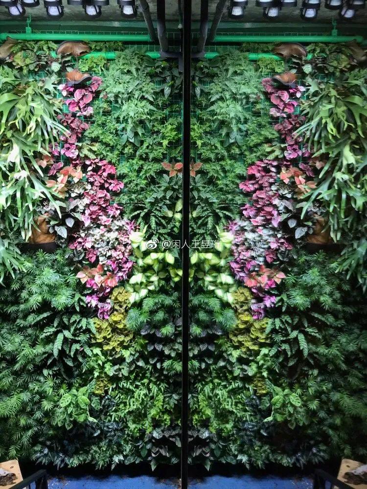 最强大脑王昱珩清华毕业后不上班,王昱珩上学经历