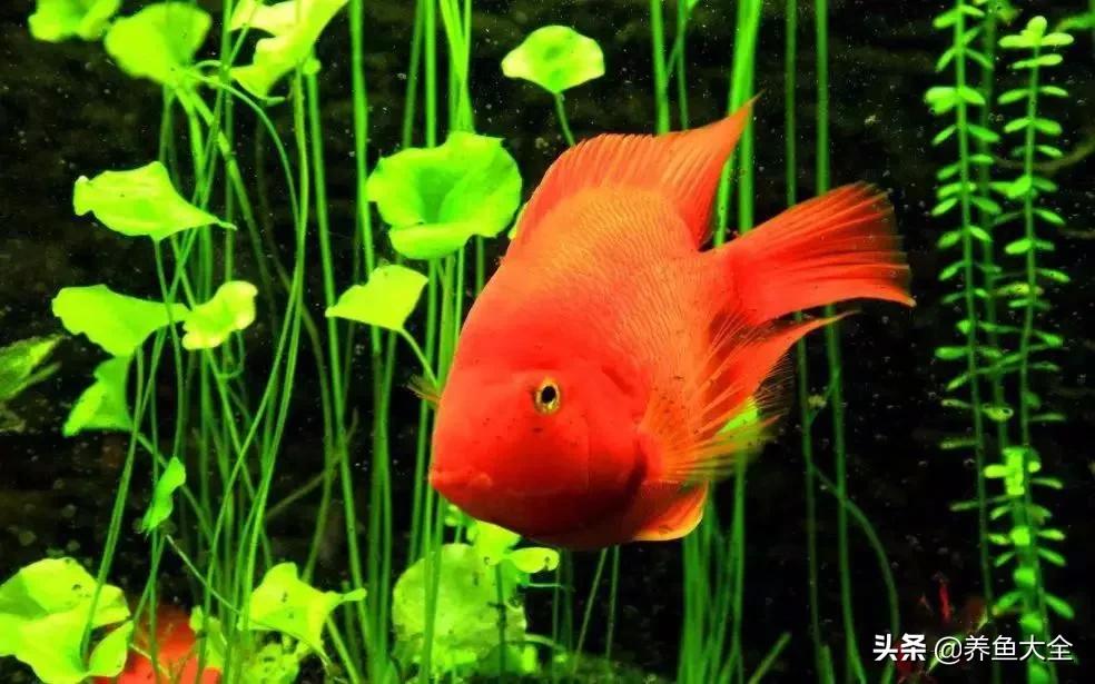 养鱼的硝化系统,养鱼必备硝化菌