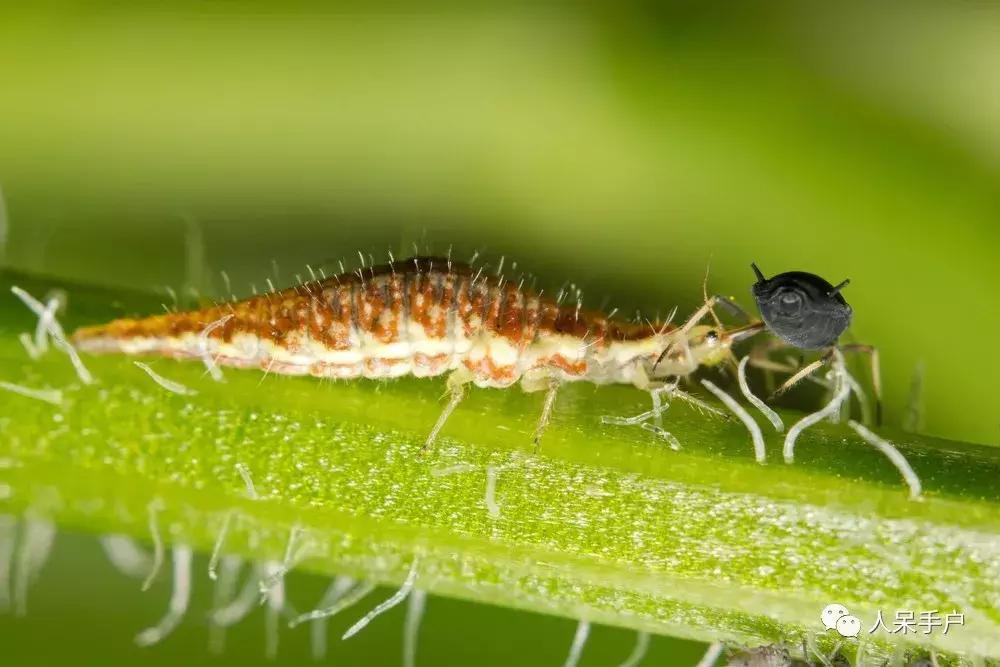 人工养殖的天敌昆虫,昆虫天敌大全
