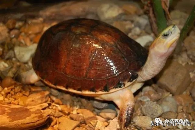 草龟为啥是国龟,体型小的国龟