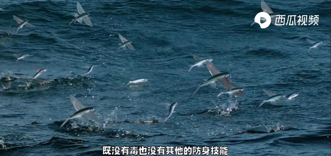 飞鱼怎么滑翔的,飞鱼滑翔视频