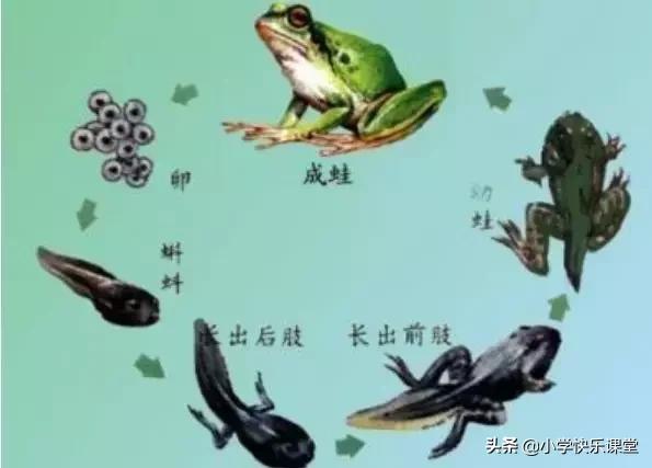 四年级语文第三单元观察日记作文,四年级观察日记400字优秀作文植物