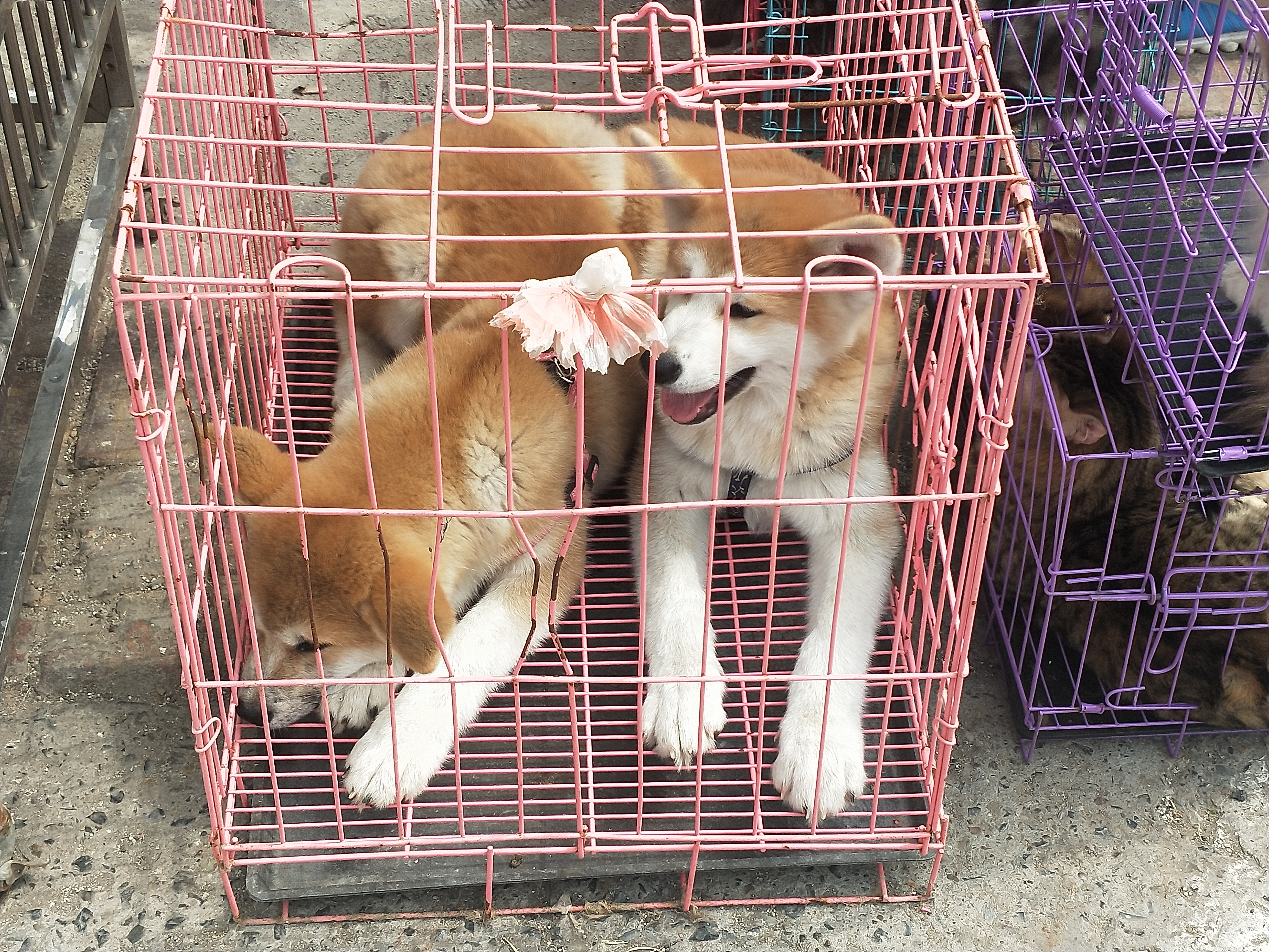 开封四大狗市排名,四种公认最好的狗市