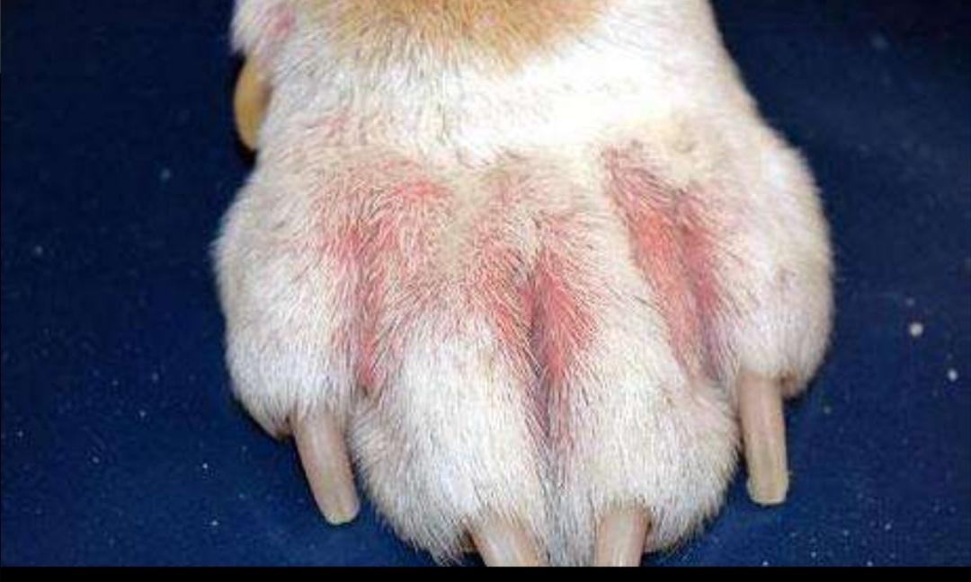 趾间炎狗狗的治疗方法,趾间炎是狗的脚气吗