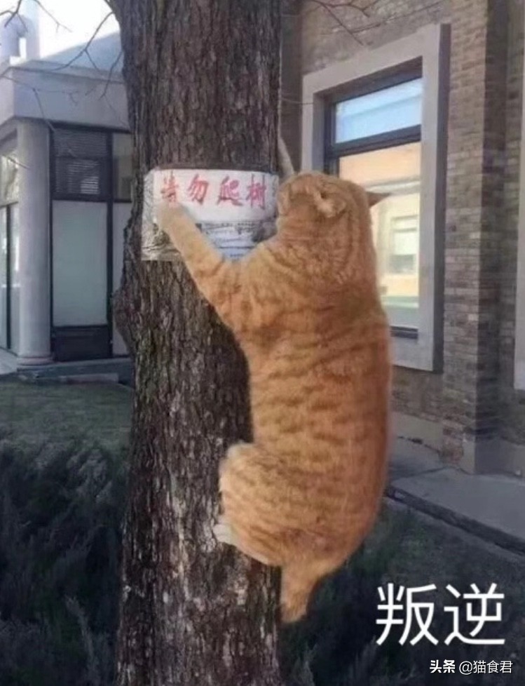 猫咪叛逆难教养,猫咪叛逆凶人如何教育