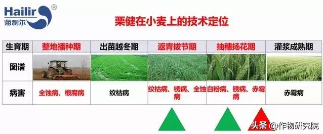 赤霉病白粉病锈病哪个减产厉害,赤霉病和小麦白粉病