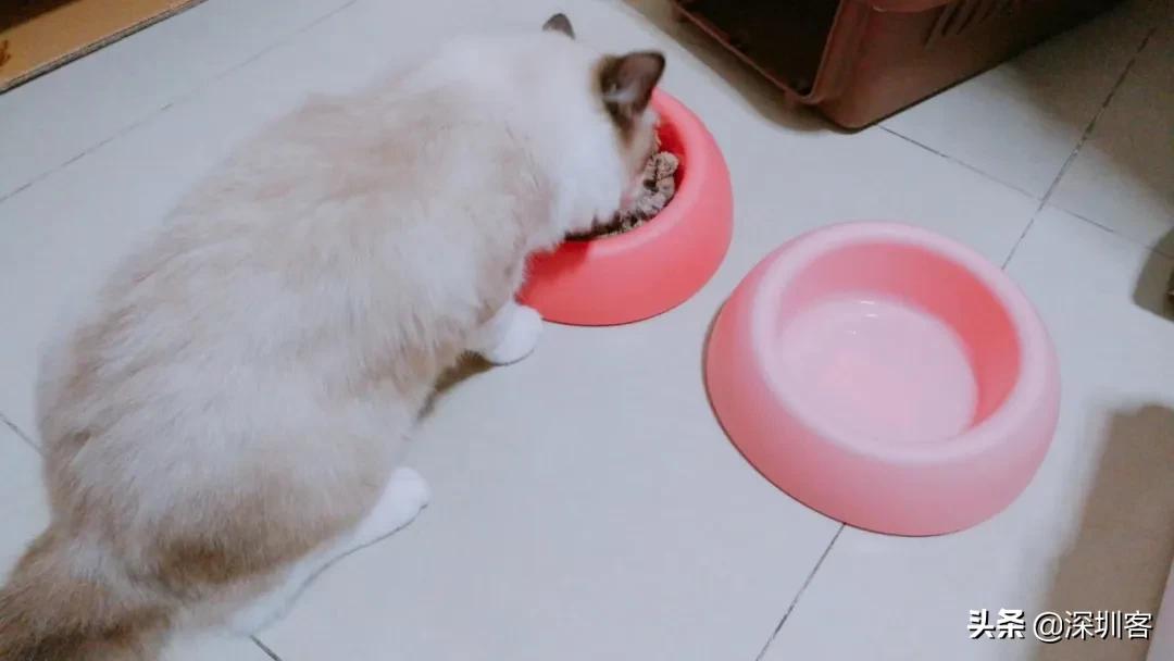 何以解忧唯有撸猫小说免费,金渐层何以解忧唯有撸猫