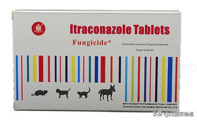 猫咪斑秃和猫癣的区别,猫咪猫癣头秃