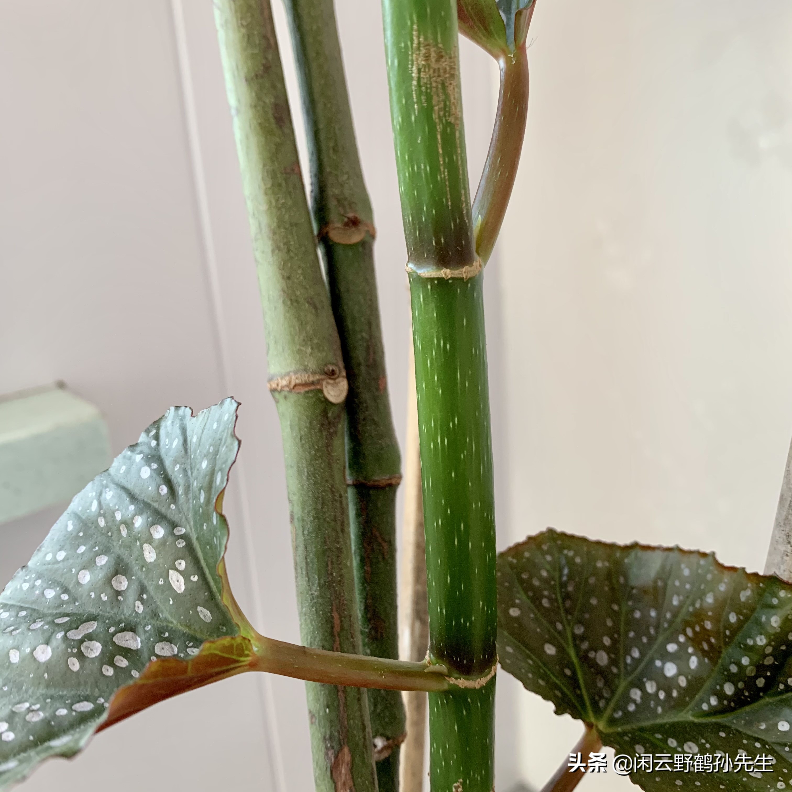 十种养不死的室内秋海棠绿植,竹节秋海棠花怎么养小技巧干货