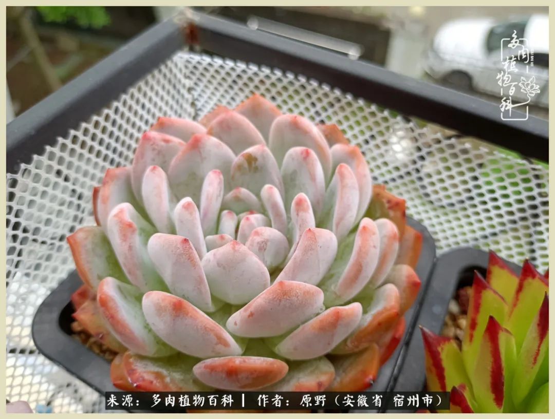 梅雨袭,酷暑至,多肉进入历劫季