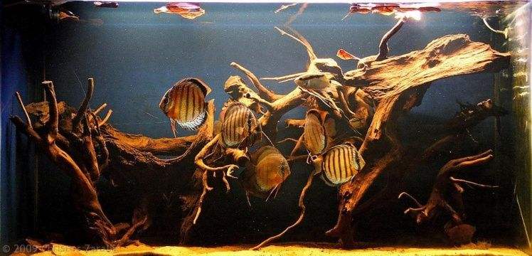 铺底砂养七彩神仙鱼造景,七彩神仙鱼缸造景效果图