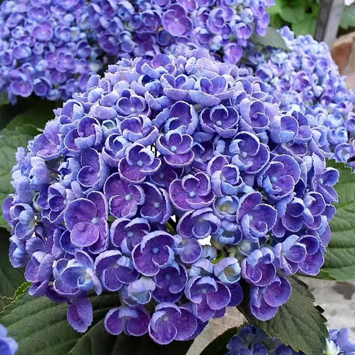 春季绣球叶子发皱怎么回事,夏季绣球老叶子都干枯怎么处理