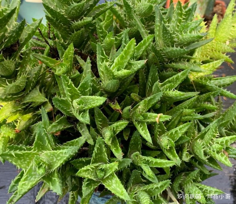 平时消炎的芦荟品种,生活中芦荟品种