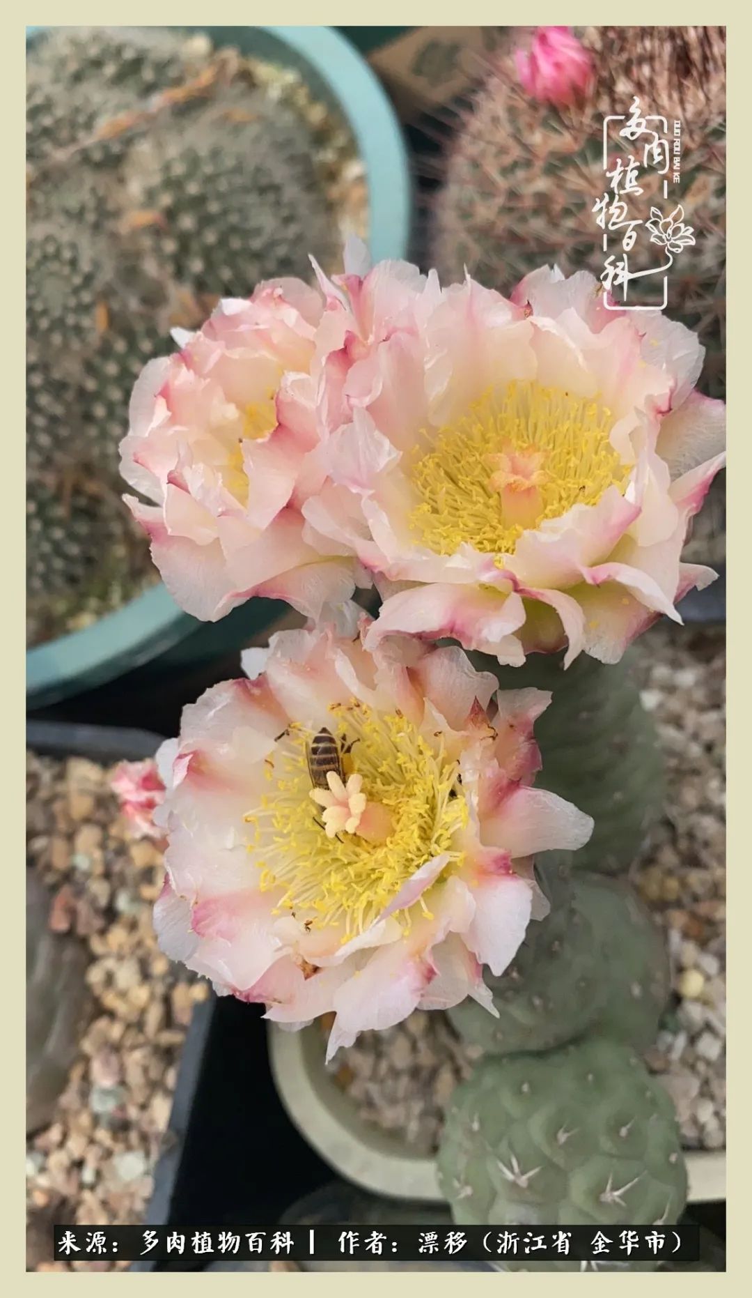 仙人球开花的惊艳瞬间,仙人球开花惊艳了6月