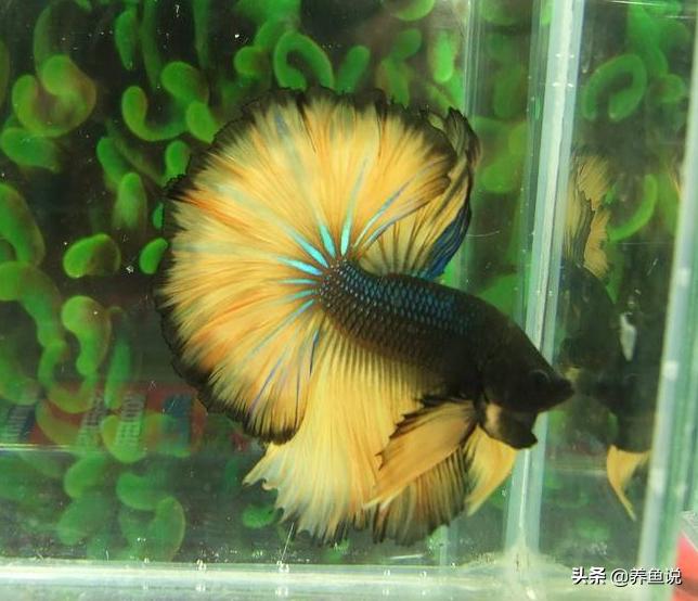斗鱼养不红原因,斗鱼饲养问题养的斗鱼很容易死