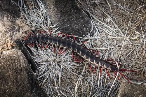 房间里面怎么预防百脚虫和蜈蚣,怎么才能养好蜈蚣草