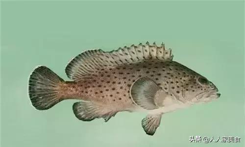 最好的十种石斑鱼,最漂亮的几种石斑鱼